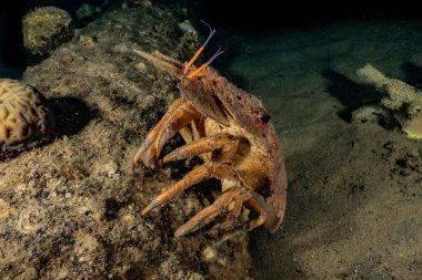 Kızıl Deniz 'deki ıstakozlar Renkli ve güzel, Eilat Israel