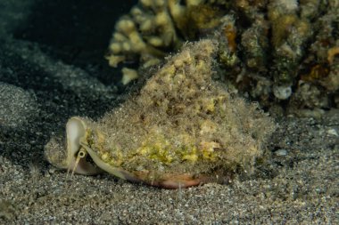 Kızıl Deniz 'de balıklar yüzer, renkli balıklar, Eilat İsrail
