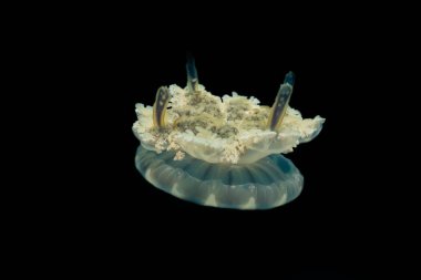 Kızıl Deniz 'deki denizanaları... Renkli ve güzel, Eilat Israel