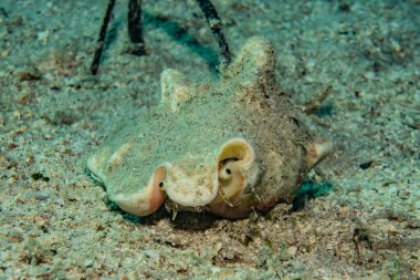 Kızıl Deniz 'de balıklar yüzer, renkli balıklar, Eilat İsrail