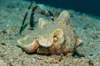 Kızıl Deniz 'de balıklar yüzer, renkli balıklar, Eilat İsrail