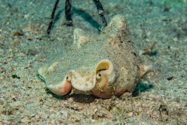 Kızıl Deniz 'de balıklar yüzer, renkli balıklar, Eilat İsrail