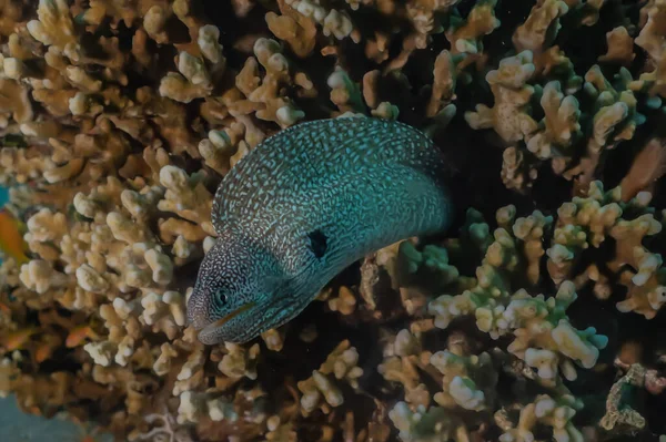 Moränål Mooray Lycodontis Undulatus Röda Havet Eilat Israel — Stockfoto