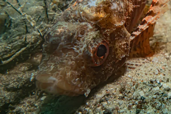 紅海で泳ぐ魚 カラフルな魚 エイラートイスラエル — ストック写真