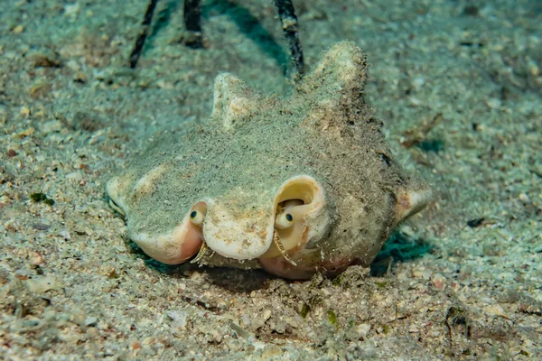 Fische Schwimmen Roten Meer Bunte Fische Eilat Israel — Stockfoto