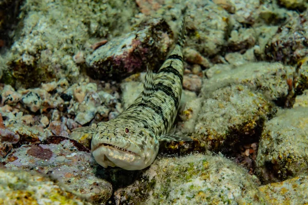 Kızıl Deniz Deki Kaplan Yılan Yılanı Renkli Güzel Eilat Israel — Stok fotoğraf