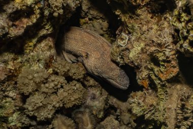 Moray eel Mooray lycodontis Kızıldenizde dalgalanma, Eilat Israel