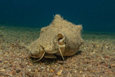 Kızıl Deniz 'de balıklar yüzer, renkli balıklar, Eilat İsrail