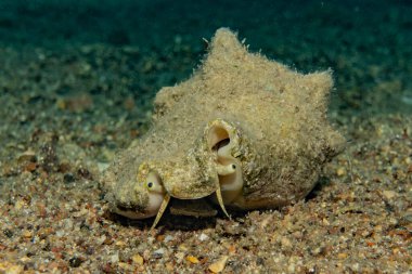 Kızıl Deniz 'de balıklar yüzer, renkli balıklar, Eilat İsrail