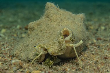 Kızıl Deniz 'de balıklar yüzer, renkli balıklar, Eilat İsrail