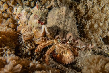 Kızıl Denizde Yengeç Renkli ve güzel, Eilat Israel