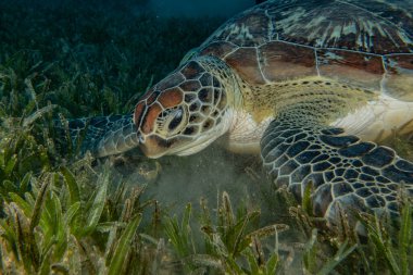 Kızıl Deniz 'de Şahin gagalı deniz kaplumbağası, Dahab, Mavi Göl Sina