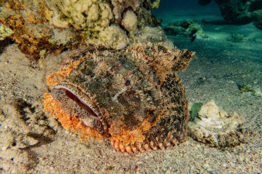 Kızıl Deniz 'de balıklar yüzer, renkli balıklar, Eilat İsrail