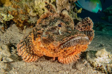 Kızıl Deniz 'de balıklar yüzer, renkli balıklar, Eilat İsrail