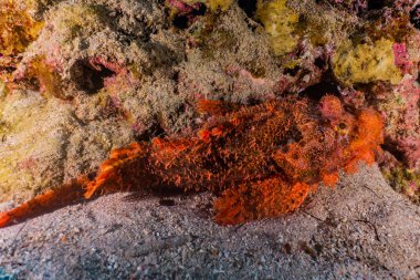 Kızıl Deniz 'de balıklar yüzer, renkli balıklar, Eilat İsrail