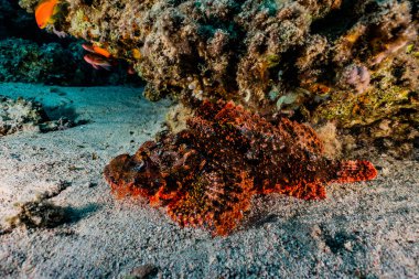Kızıl Deniz 'de balıklar yüzer, renkli balıklar, Eilat İsrail