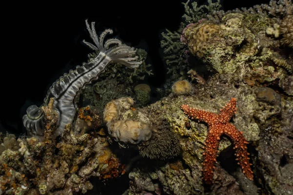 Arrecifes Coral Plantas Acuáticas Mar Rojo Eilat Israel —  Fotos de Stock