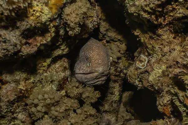 Moray Eel Mooray Lycodontis Undulatus Red Sea Eilat Israel — Stock Photo, Image