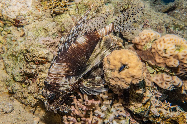 紅海のライオン魚カラフルな魚 エイラートイスラエル — ストック写真