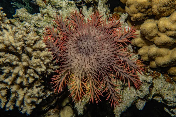 Kızıl Deniz 'deki Ateş Urchin Renkli ve güzel, Eilat Israel