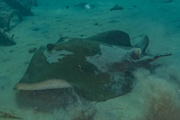 Los Rayos Manta Nadan Las Islas Maldivas Increíble Animal — Foto de Stock