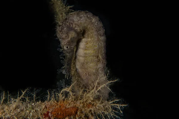 Hippocampus Zeepaardje Rode Zee Kleurrijk Mooi Eilat Israel — Stockfoto