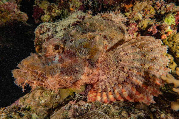 Fiskar Simmar Röda Havet Färgglada Fiskar Eilat Israel — Stockfoto