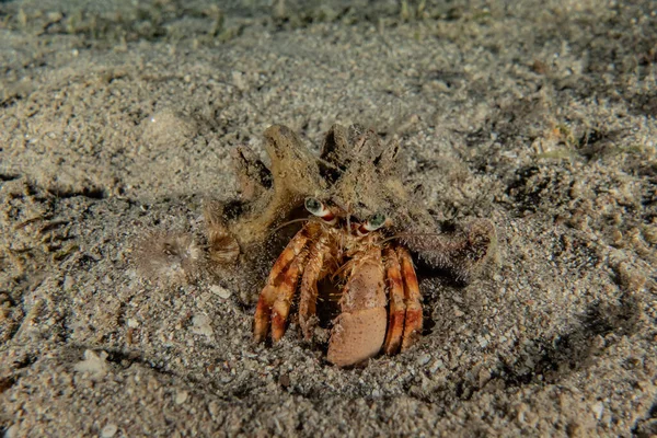 Krabbe Roten Meer Bunt Und Schön Eilat Israel — Stockfoto
