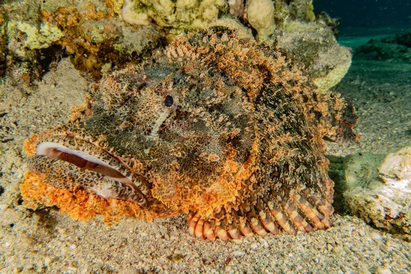 Kızıl Deniz 'de balıklar yüzer, renkli balıklar, Eilat İsrail
