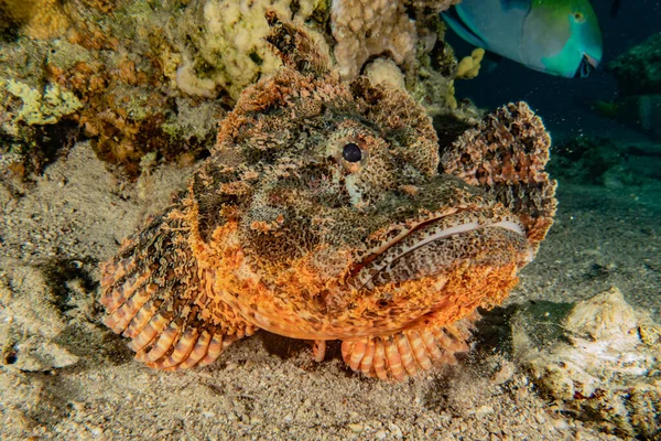 Fiskar Simmar Röda Havet Färgglada Fiskar Eilat Israel — Stockfoto