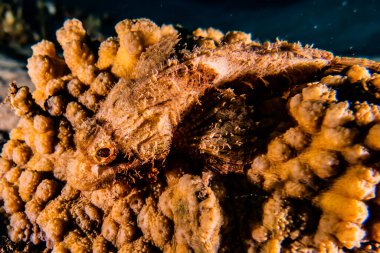 Kızıl Deniz 'deki kamuflajın kralı, Eilat Israel. 