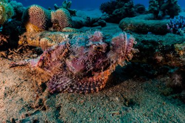 Kızıl Deniz 'de balıklar yüzer, renkli balıklar, Eilat İsrail