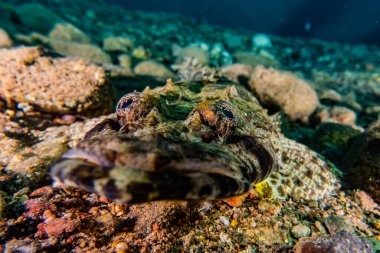 Kızıl Deniz 'de balıklar yüzer, renkli balıklar, Eilat İsrail