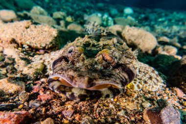 Kızıl Deniz 'de balıklar yüzer, renkli balıklar, Eilat İsrail