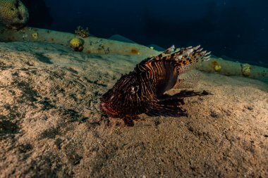 Kızıl Deniz 'deki aslan balığı renkli balık, Eilat Israel
