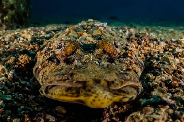 Kızıl Deniz 'de balıklar yüzer, renkli balıklar, Eilat İsrail