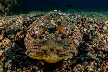 Kızıl Deniz 'de balıklar yüzer, renkli balıklar, Eilat İsrail