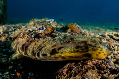 Kızıl Deniz 'de balıklar yüzer, renkli balıklar, Eilat İsrail