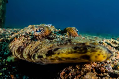 Kızıl Deniz 'de balıklar yüzer, renkli balıklar, Eilat İsrail