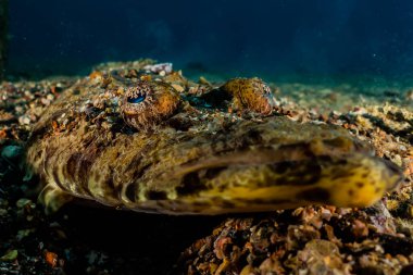 Kızıl Deniz 'de balıklar yüzer, renkli balıklar, Eilat İsrail