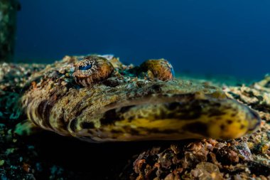 Kızıl Deniz 'de balıklar yüzer, renkli balıklar, Eilat İsrail