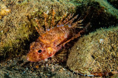Kızıl Deniz 'de balıklar yüzer, renkli balıklar, Eilat İsrail