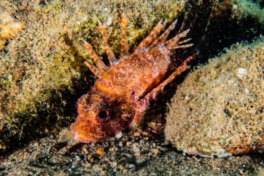 Kızıl Deniz 'de balıklar yüzer, renkli balıklar, Eilat İsrail