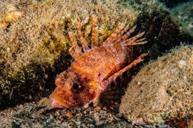Kızıl Deniz 'de balıklar yüzer, renkli balıklar, Eilat İsrail