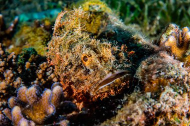 Kızıl Deniz 'de balıklar yüzer, renkli balıklar, Eilat İsrail