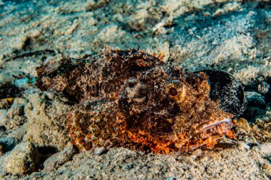 Kızıl Deniz 'de balıklar yüzer, renkli balıklar, Eilat İsrail