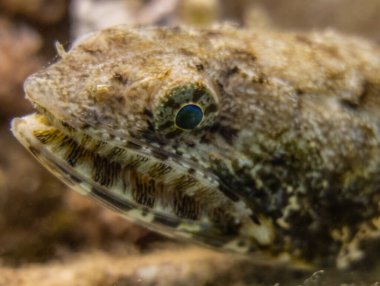 Kızıl Deniz 'de balıklar yüzer, renkli balıklar, Eilat İsrail