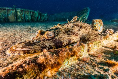  Kızıl Deniz 'de balıklar yüzer, renkli balıklar, Eilat İsrail