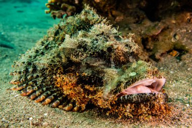  Kızıl Deniz 'de balıklar yüzer, renkli balıklar, Eilat İsrail