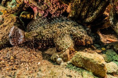  Kızıl Deniz 'de balıklar yüzer, renkli balıklar, Eilat İsrail